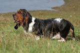 BASSET HOUND